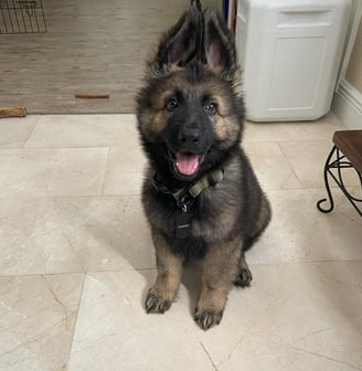 German Shepherd Puppies for Sale