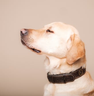a dog is sitting on a table with a dog
