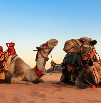 Dubai camel riding, featured on MyTripJunction.com travel blog.