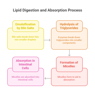 Lipid digestion & absorption process