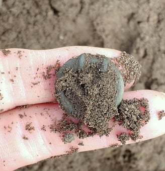 An Iron Age terret ring with green patina, covered in sandy soil, held on two fingers.