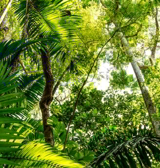 pin - crédito de carbono