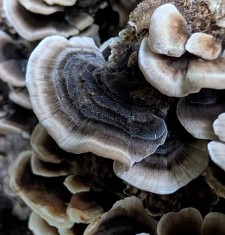 a bunch of turkey tail mushrooms growing on a tree, trametes versicolor