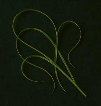 citronella grass blades on a green background