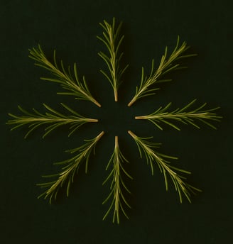 rosemary sprigs on a green background