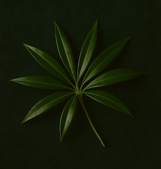 a tea tree plant with leaf on it on a green background