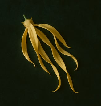 a bunch of ylang ylang on a green background