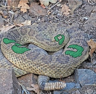 Photo of rattlesnake curled up with a green overlay highlighting the unique markings on the snake