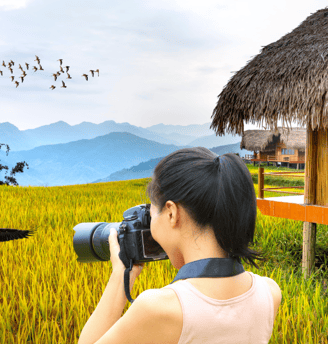 Paddy fields