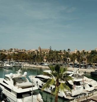 a palm tree in the foreground of a marina