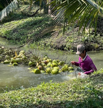 Fresh coconuts High-quality Thai coconuts at reasonable prices.