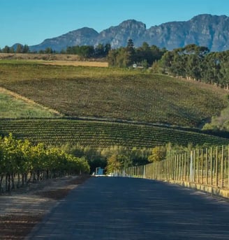 Cape Winelands, featured on MyTripJunction.com travel blog.