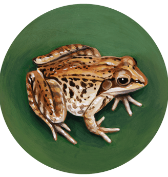 A spotted wood frog crouches in the round painting, looking up warily at the viewer.