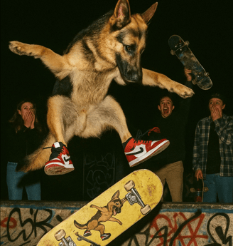 Chien qui fait un back flip en skate pour la journée mondiale des chiens