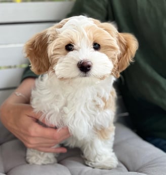 Havanese dog