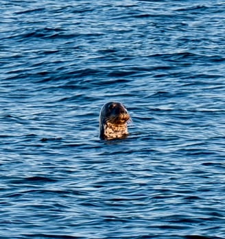 a harbor seal in the atlantic ocean in montauk point