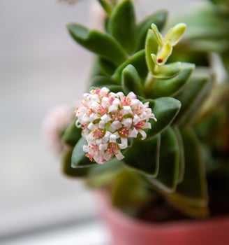 Close Up Lens +1