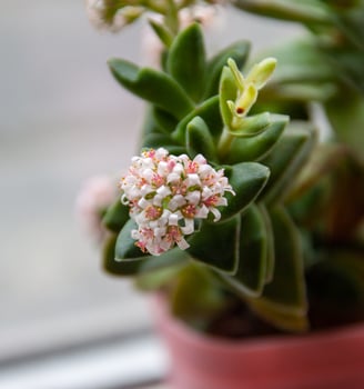 Photo using Sigma DC lens