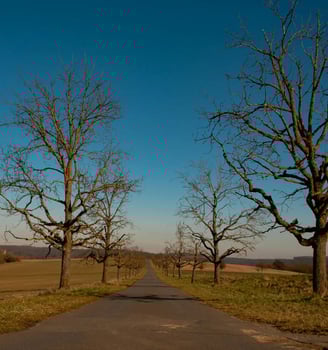 Estrada longa e reta, ladeada por árvores sem folhas, com céu azul e paisagem rural ao redor.