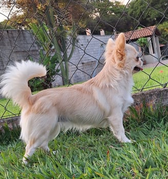 Criador de chihuahua