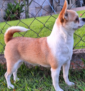Canil de chihuahua