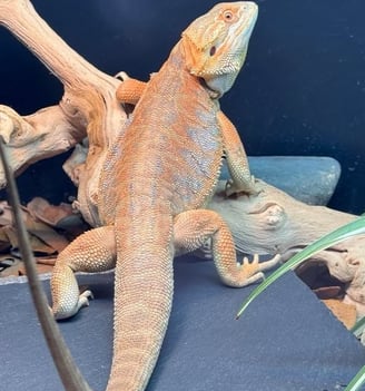 Bearded Dragon Bilbo Draggins