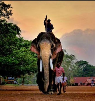 An elephant being taken for procession by its Mahout