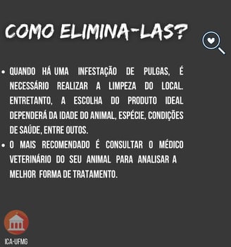 Pulgas prevenção