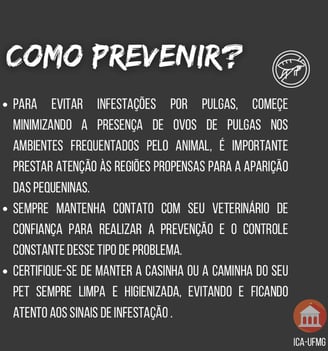 Pulgas - prevenção
