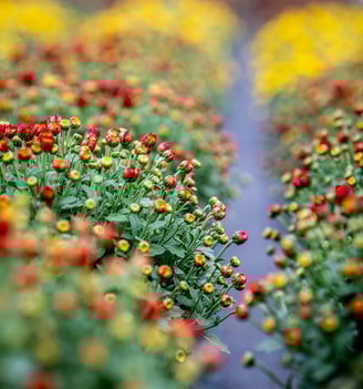 a row of flowers
