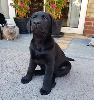 Dogs & Puppies for sale SA - South Africa