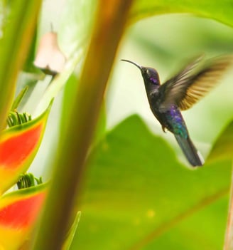 birding guide el salvador Rodolfo Walsh - hummingbird flying