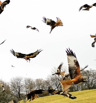 a flock of red kites flying over a field