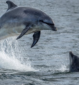 a dolphin jumping out of the water