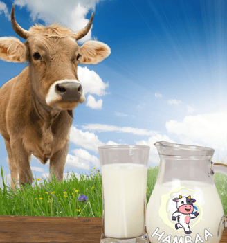 Hambaa Milk Straight from Farm