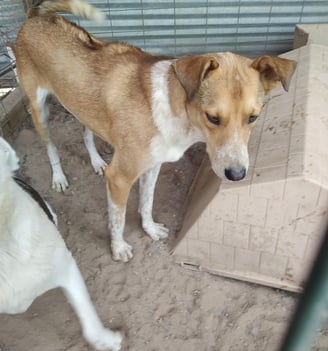 adoptable happy male dog, rez, ridgeback x, AIDEN, abq, NM New Mexico desertpawsnm.org