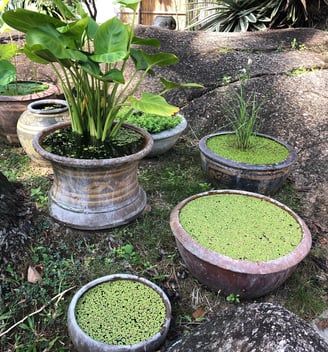 Wasserpflanzen_pflege_gartenpglege_gartenunterhalt_buelach_landolt_gartenbau_gmbh