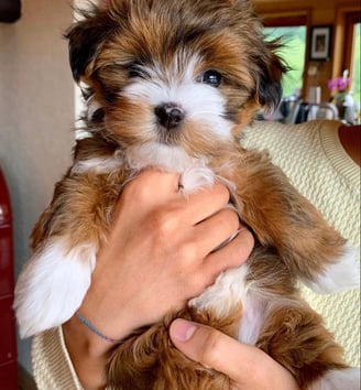 Cute Havanese Puppy