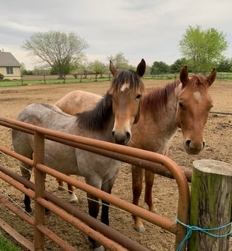 Two brown horses in a pasture, looking toward camera