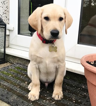 Labrador Retriever Puppies for Sale