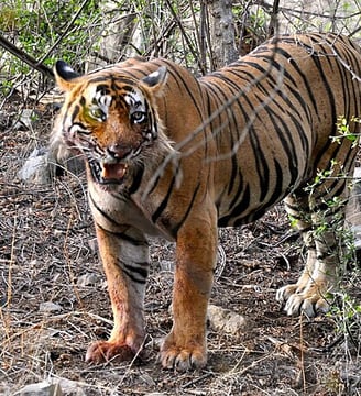 Ranthambore - North India tour package