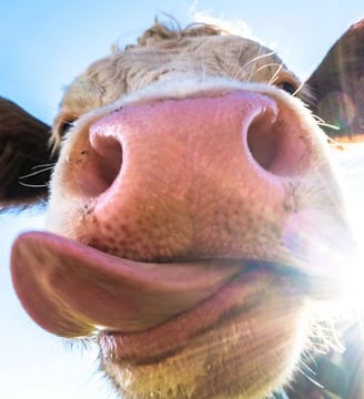 cow-with-long-tongue-funny-comedy-hilarious-laugh-fun-dilsebatein-07