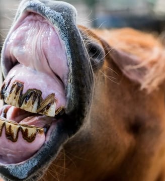 horse-dirty-teeth-showing-funny-comedy-hilarious-laugh-fun-dilsebatein-10