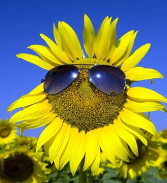 sunflower-wearing-glasses-funny-comedy-hilarious-laugh-fun-dilsebatein-14