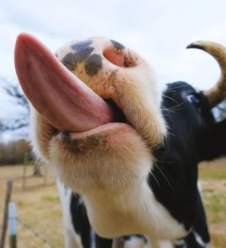 cow-long-tongue-close-up-funny-comedy-hilarious-laugh-fun-dilsebatein-16