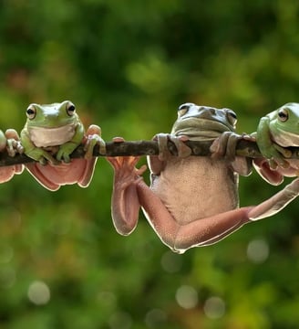 frogs-sittind-on-stick-funny-comedy-hilarious-laugh-fun-dilsebatein-22