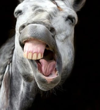 horse-showing-teeth-close-up-funny-comedy-hilarious-laugh-fun-dilsebatein-23