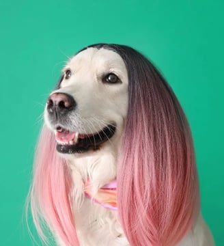 dog-with-long-hair-funny-comedy-hilarious-laugh-fun-dilsebatein-24