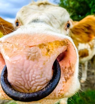 cow-close-up-with-nose-ring-funny-comedy-hilarious-laugh-fun-dilsebatein-32