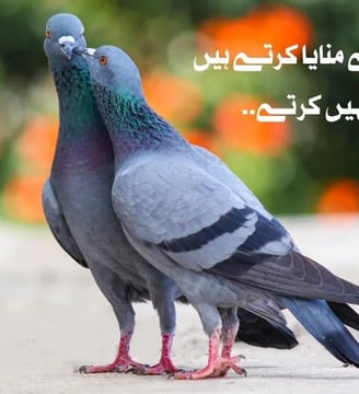 nibhaney-waley-manaya-kartey-hein-chora-nahe-kartey-urdu-motivational-quotes-dilsebatein-46